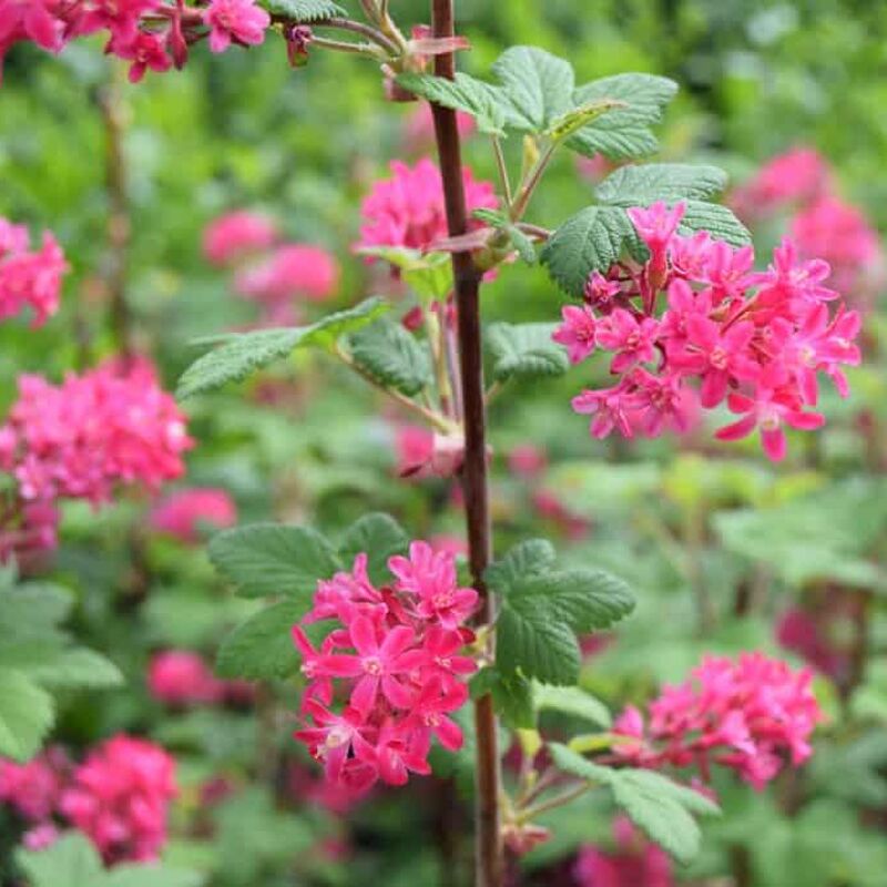 Ribes sanguineum 'King Edward VII' 60-80 cm